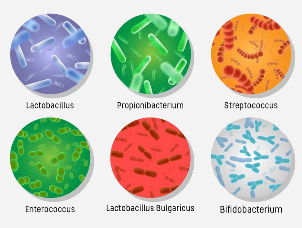 Probiotic Types